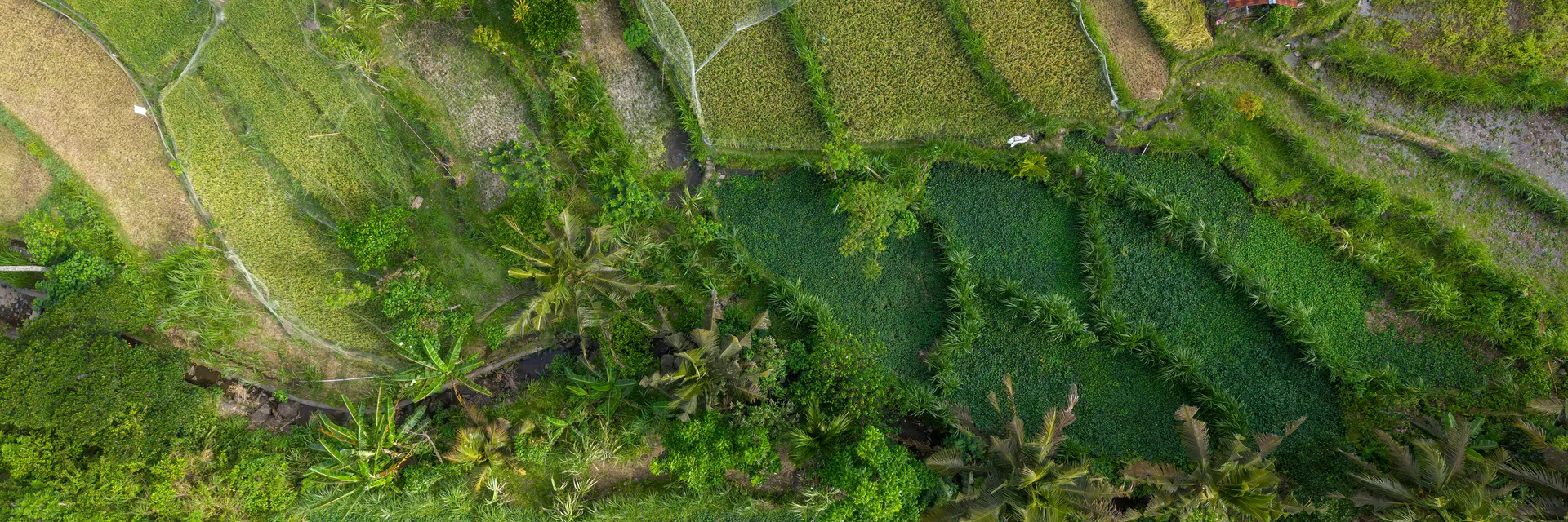 Floral biology, Field Controlled Pollination and Hybrid Obtention of Dioscorea Dumetorum (Kunth) Pax) in Cameroon Banner