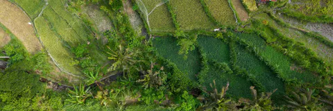 Floral biology, Field Controlled Pollination and Hybrid Obtention of Dioscorea Dumetorum (Kunth) Pax) in Cameroon