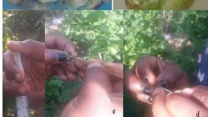 Floral biology, Field Controlled Pollination and Hybrid Obtention of Dioscorea Dumetorum (Kunth) Pax) in Cameroon
