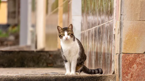 Characterization of Domestic Cats Patients Treated at the Veterinary Hospital of the Faculty of Veterinary Medicine and Zootechnics at the San Carlos of Guatemala University in 2019