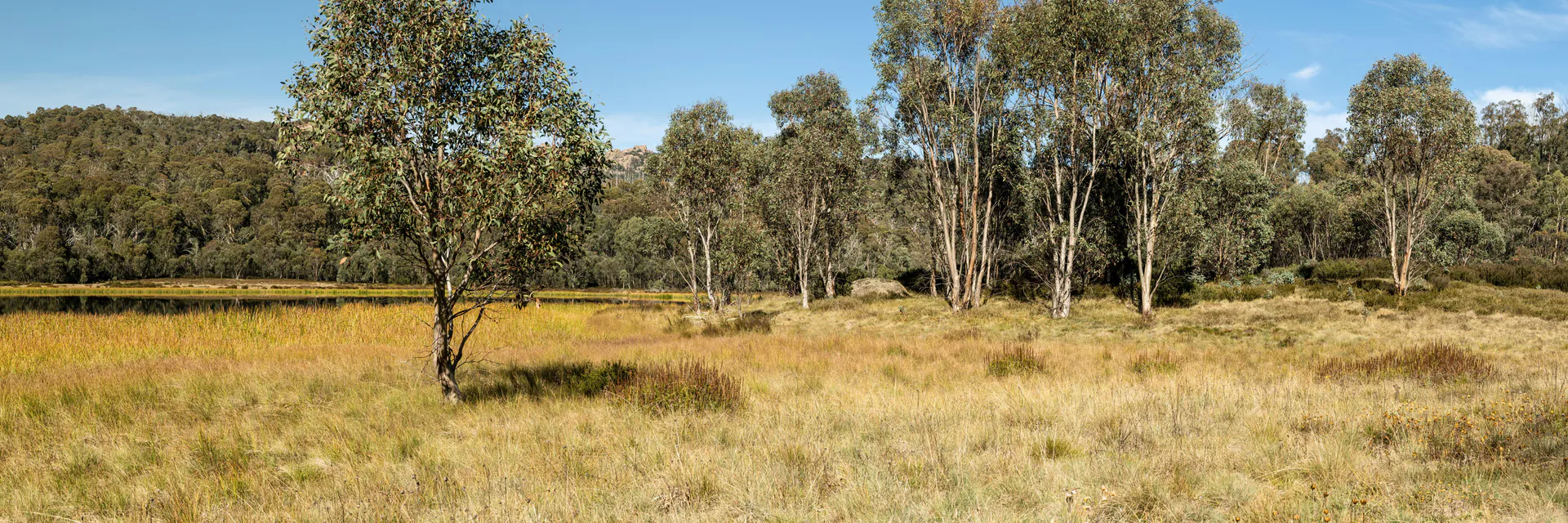 Five Decades of Hydrological, Vegetation and Biodiversity Responses to Climate Change in a Southwestern Australian Jarrah ( Eucalyptus marginata) forest (1972-2024) Banner