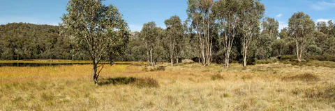 Five Decades of Hydrological, Vegetation and Biodiversity Responses to Climate Change in a Southwestern Australian Jarrah ( Eucalyptus marginata) forest (1972-2024)