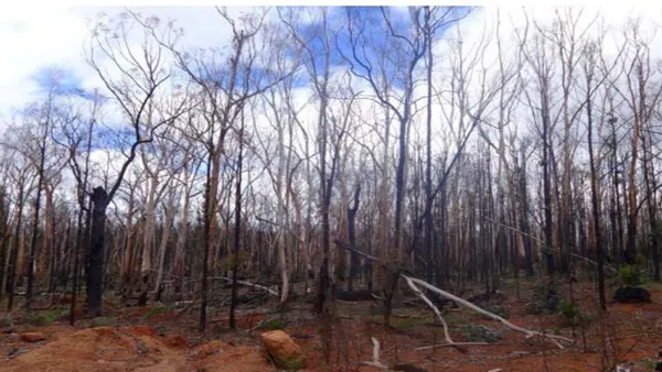 Five Decades of Hydrological, Vegetation and Biodiversity Responses to Climate Change in a Southwestern Australian Jarrah ( Eucalyptus marginata) forest (1972-2024)