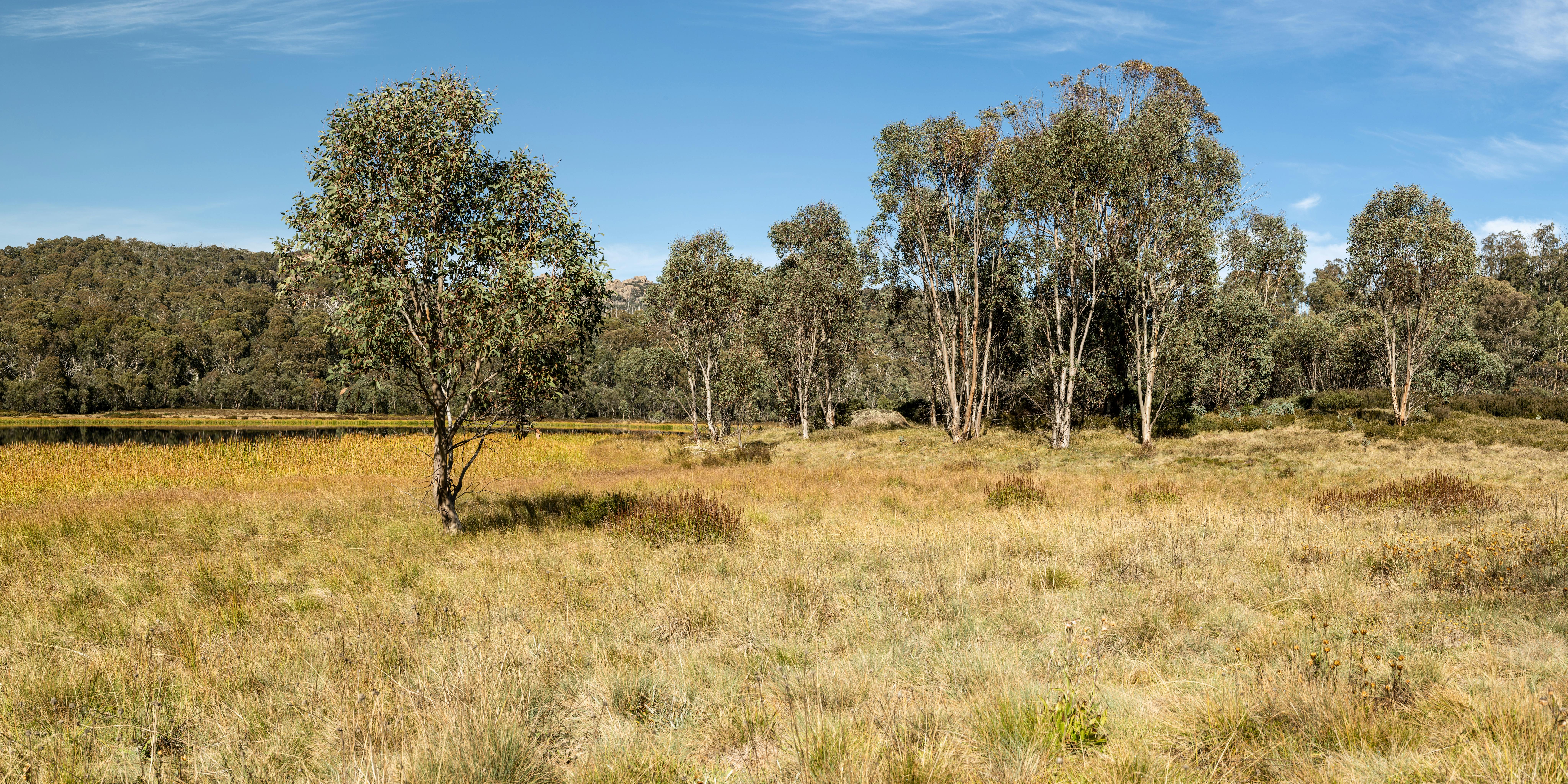 Five Decades of Hydrological, Vegetation and Biodiversity Responses to Climate Change in a Southwestern Australian Jarrah ( Eucalyptus marginata) forest (1972-2024)