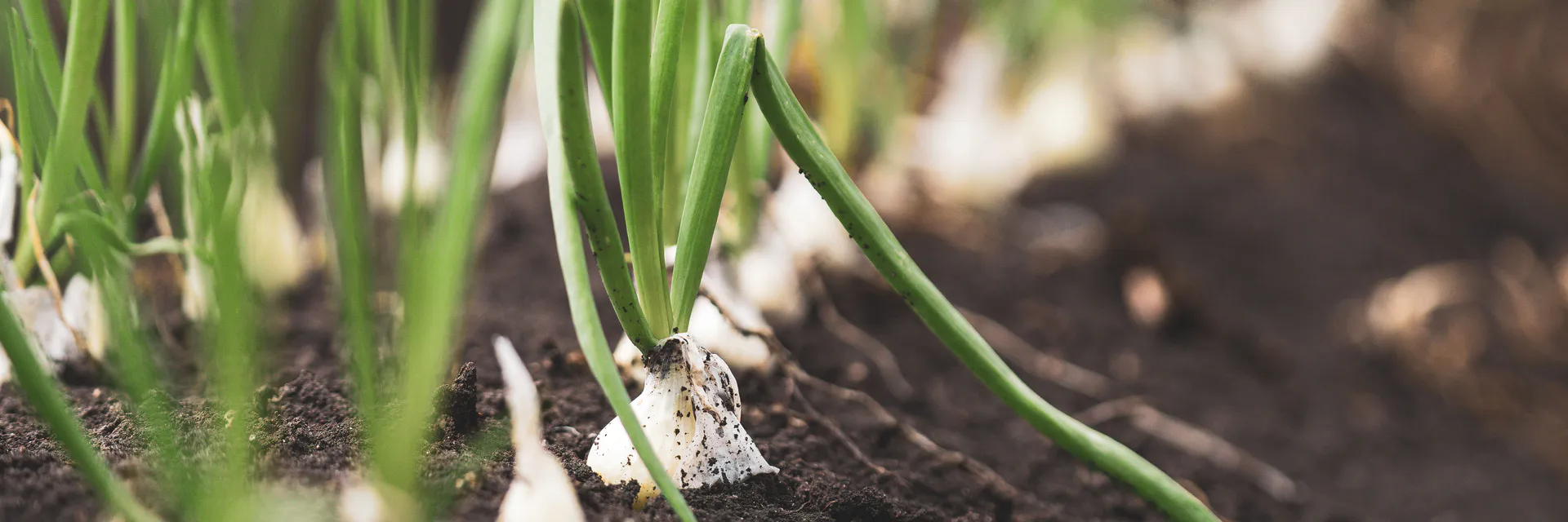 Genetic Parameters and Diversity and Correlations in Onion  Strains Banner