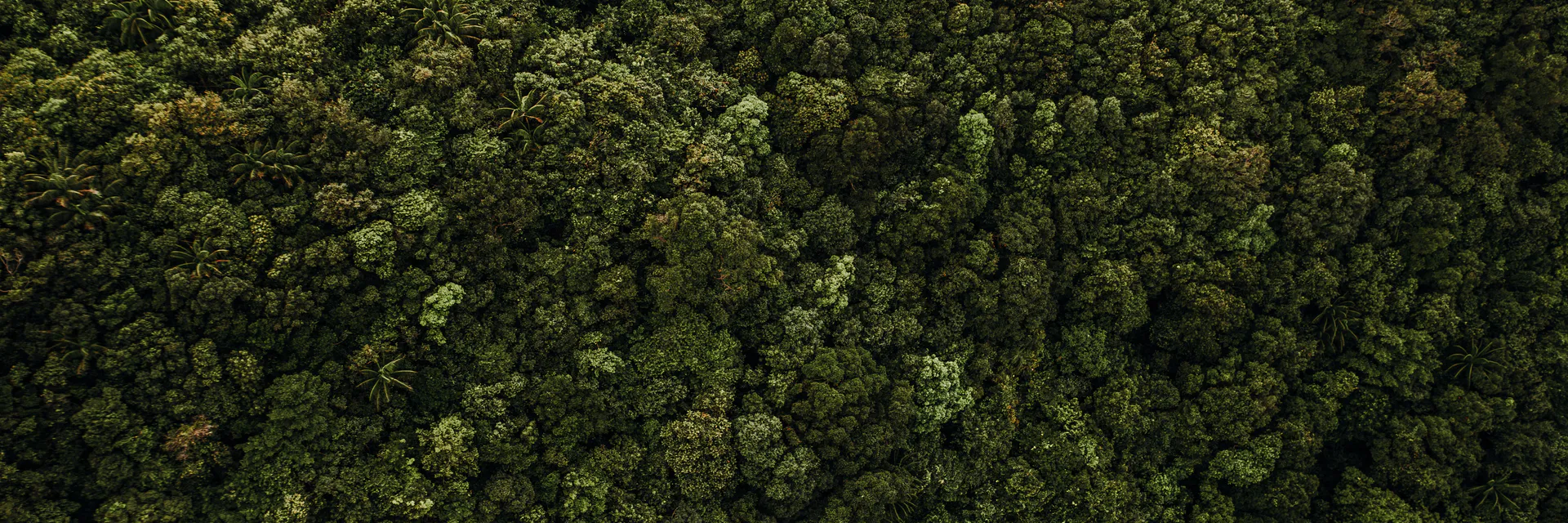 Green Criminology and Conservation Units: The Falsification of Preventive Parameters for the Control of Environmental Crimes in Protected Spaces in the  Amazon Banner