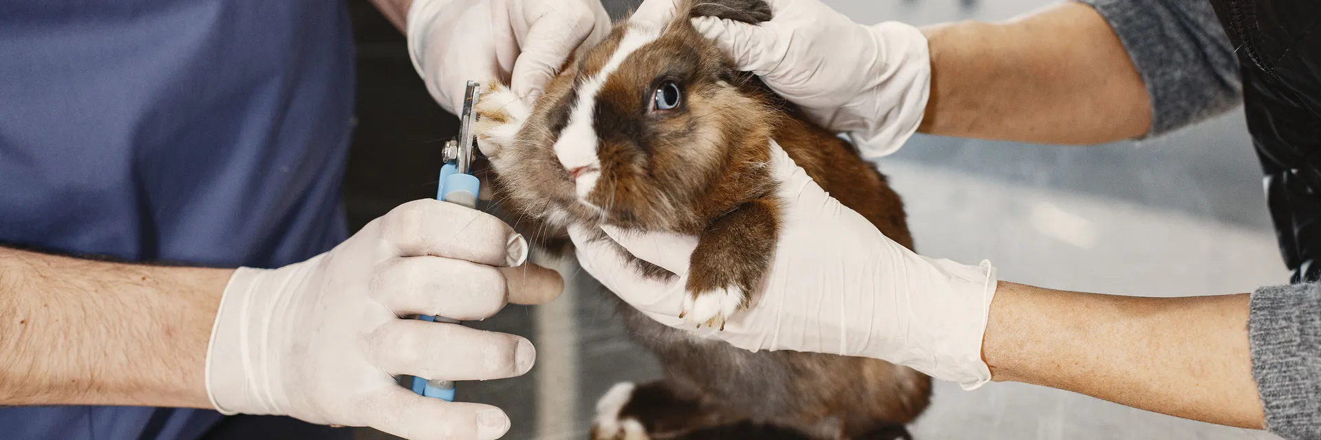 Nanotechnology and Chitosan Nanoparticles in Veterinary Medicine Banner