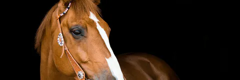 Morphological Irregularity of Tracheal Rings in Horses Associated or not with Cervical Malformation (Initial Study)