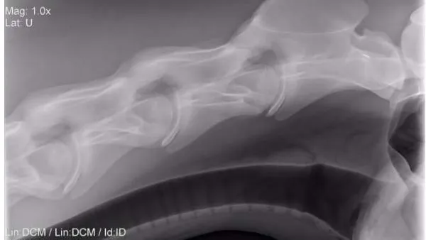 Morphological Irregularity of Tracheal Rings in Horses Associated or not with Cervical Malformation (Initial Study)