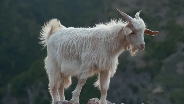 Hair Tourniquet of Penis in a Male Goat