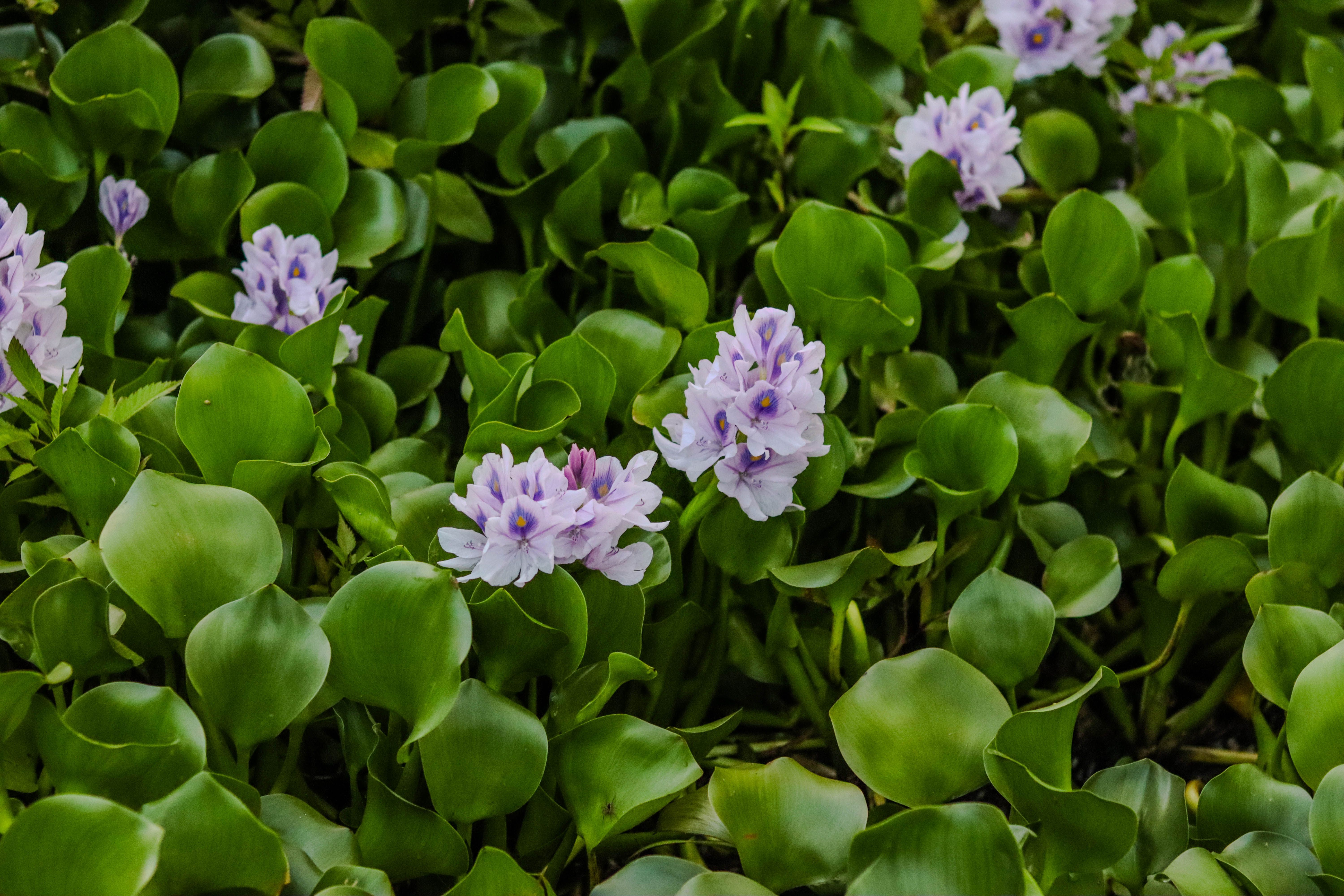 A Critical Evaluation of Process Factors Affecting Water Hyacinth Based Bio Char Production