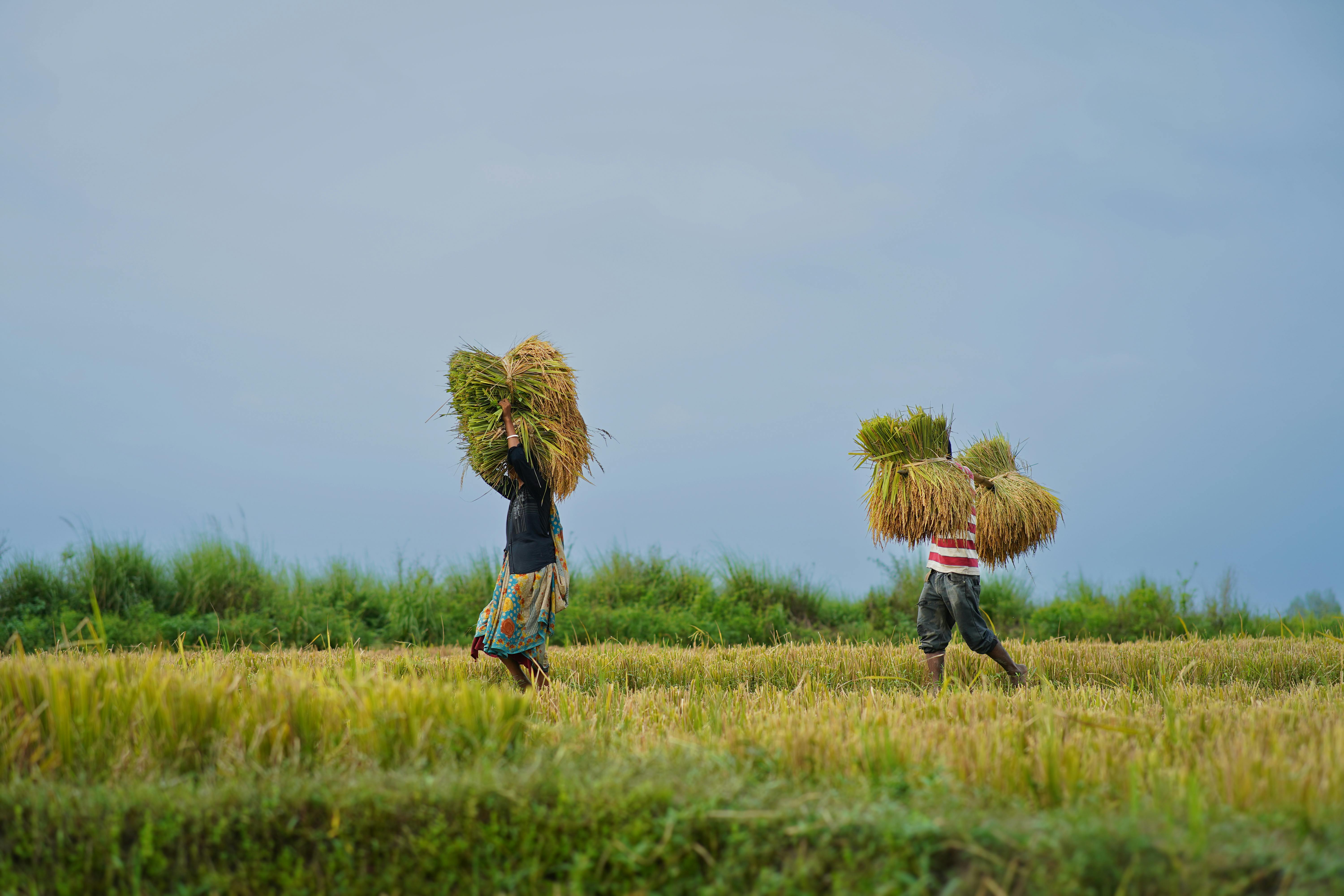 The Social Well-Being Status of Female Rice Mill Workers in Bangladesh: An Empirical Study