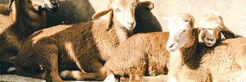 Reproductive Performance of Bonga Sheep under Community Based Breeding Program: The Intermediate Result