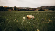 Feature