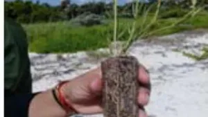 Sustract Effect in the Development on Tubetes of Sporobolus Virginicus (L.) Kunth