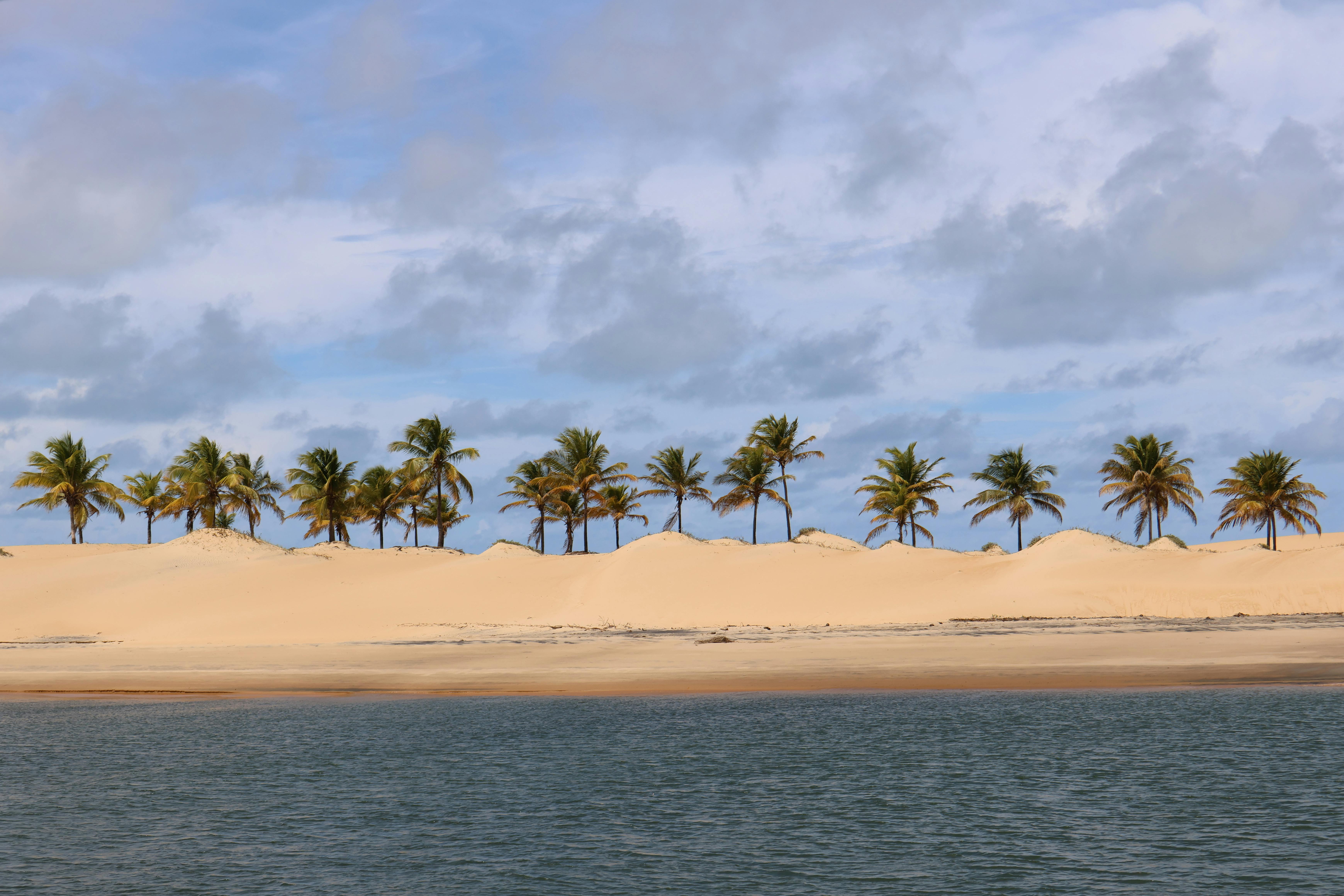 Sustract Effect in the Development on Tubetes of Sporobolus Virginicus (L.) Kunth