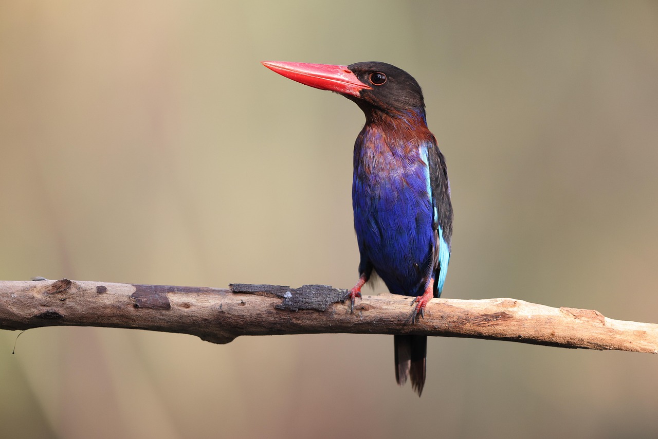 ASEAN Legal Mechanism in Geopolitical Conflict of the South China Sea