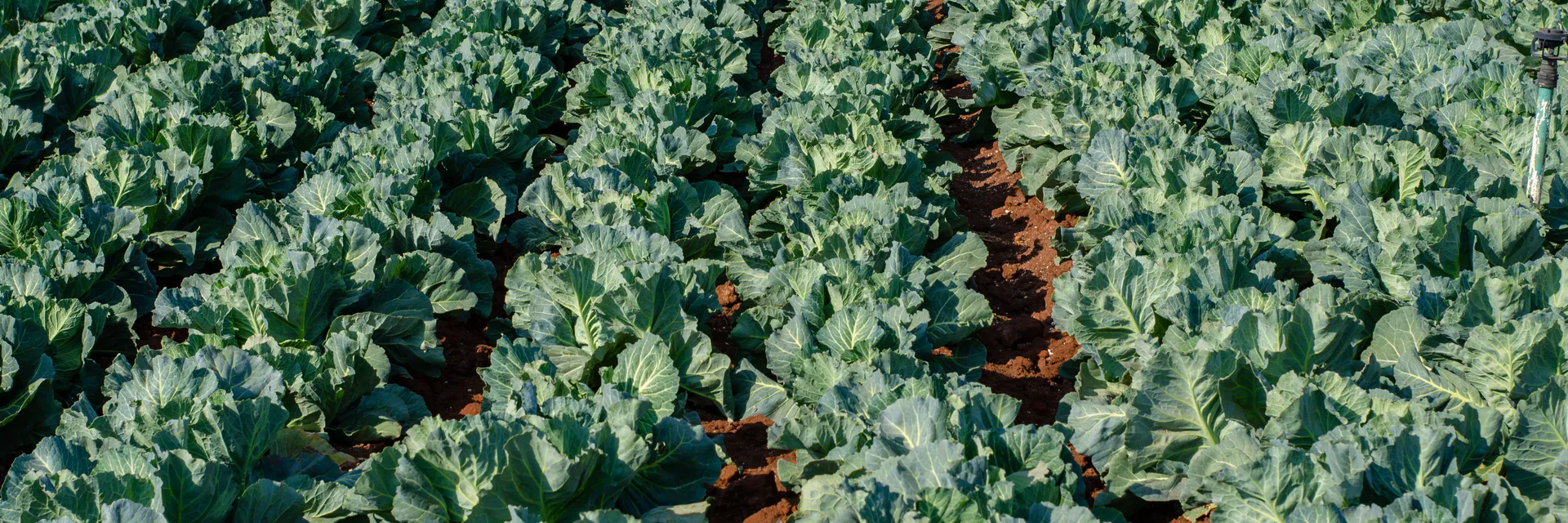 Laser Radiation as a Method of Stimulating Plant Growth Banner