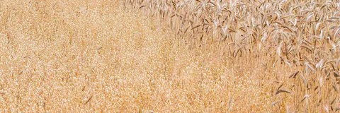 Relative Performance and Karnal Bunt Infestation of Wheat (Triticum Aestivum  L. Em. Thell.) Accessions in Eastern Uttar Pradesh.