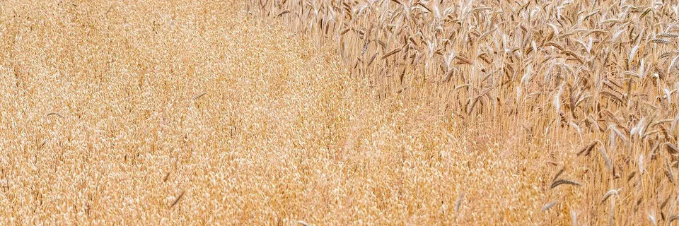 Relative Performance and Karnal Bunt Infestation of Wheat (Triticum Aestivum  L. Em. Thell.) Accessions in Eastern Uttar Pradesh. Banner