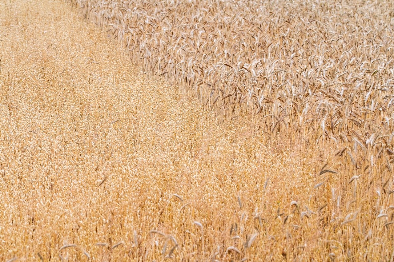 Relative Performance and Karnal Bunt Infestation of Wheat (Triticum Aestivum  L. Em. Thell.) Accessions in Eastern Uttar Pradesh.