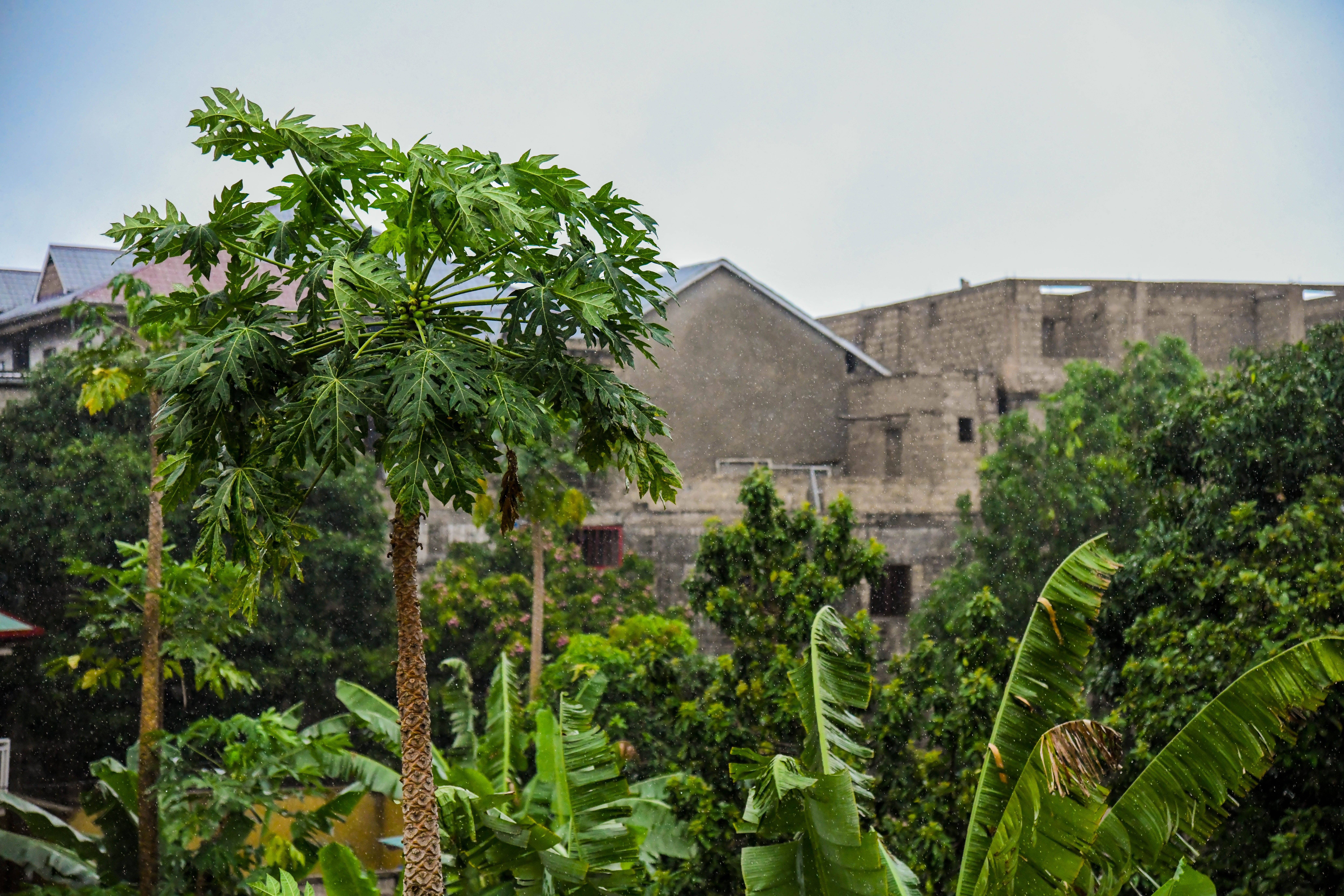 Examining Student Conflicts at School from a Psychosocial Perspective: The Case of Elementary and Secondary Students at Mont-Amba School, Kinshasa: DRC Banner