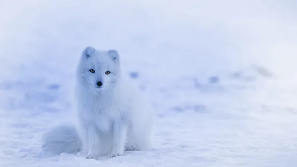 Snippets of India’s Polar Research