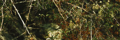 Range Extension of Micrurus Camilae (Serpentes: Elapidae) in the Colombian Caribbean