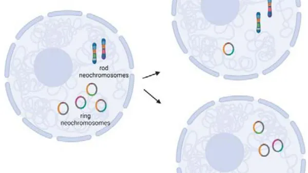 The Genomics of Liposarcoma a Review and Commentary