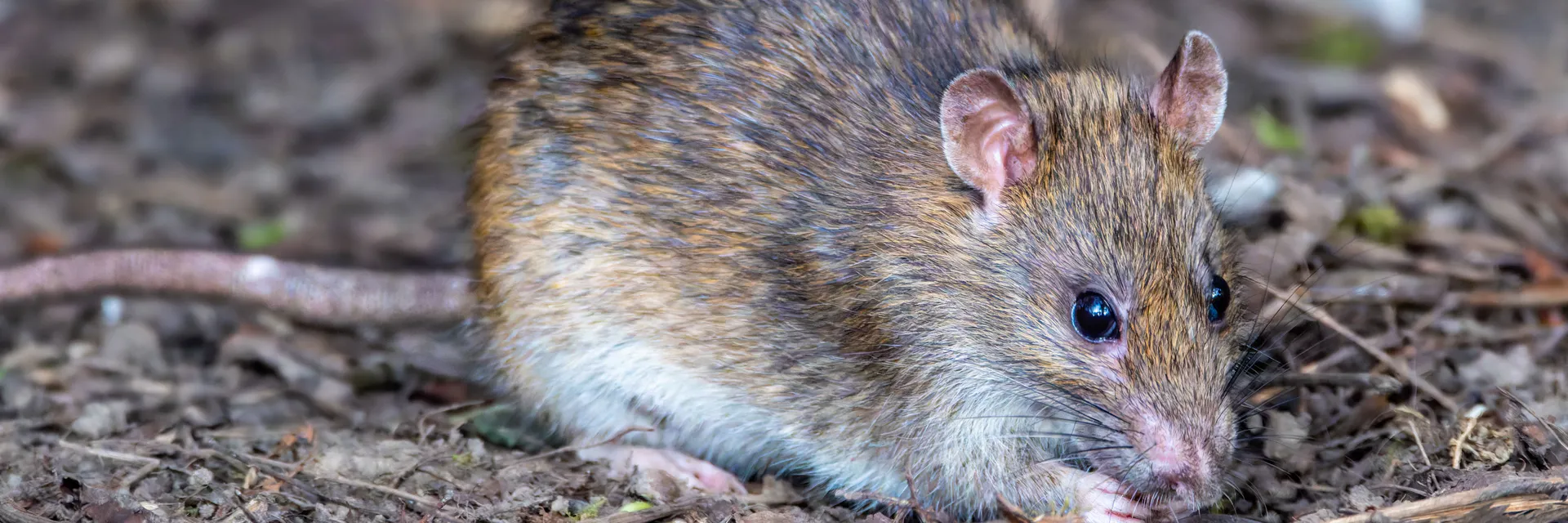 The Impact of Senna Siamea (Lam) leaves extracts on 2, 2-Dichlorovinyldimethyl Phosphate Induced Brain Oxidative Stress in Wistar Albino Rats Banner
