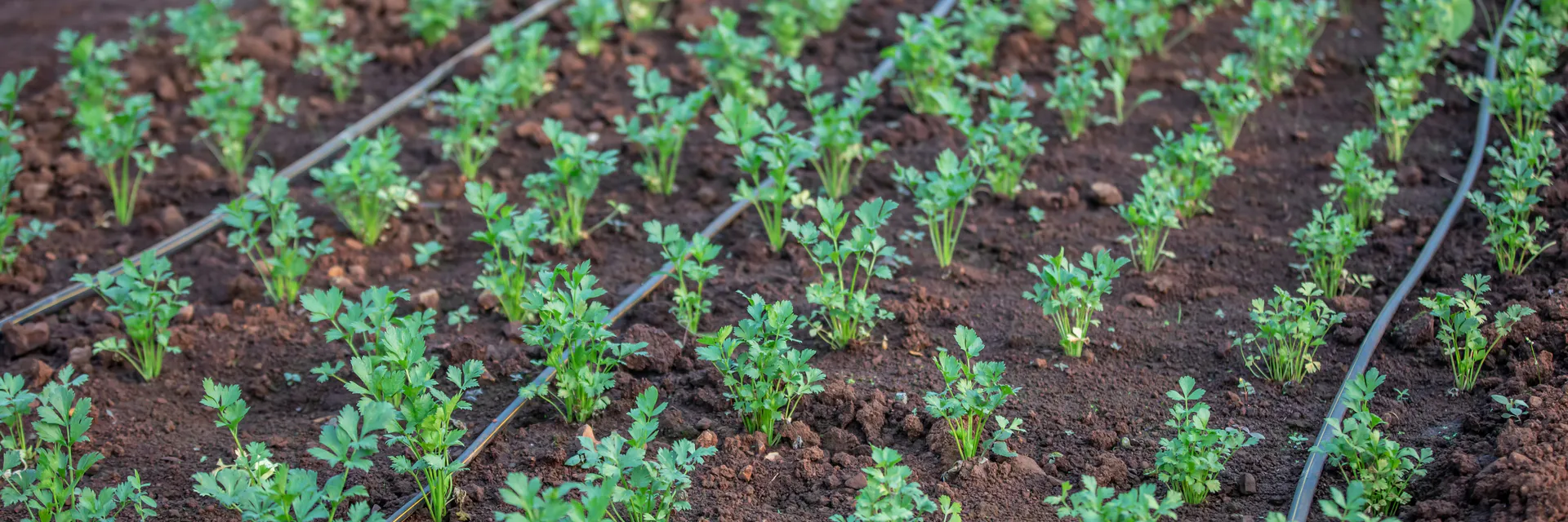 Performance Evaluation of Drip Irrigation System on Carrot Production at IPRC Gishari Farm in Rwanda Banner