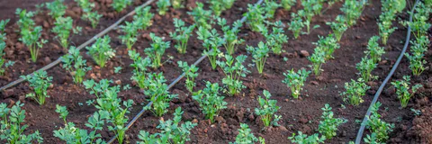 Performance Evaluation of Drip Irrigation System on Carrot Production at IPRC Gishari Farm in Rwanda