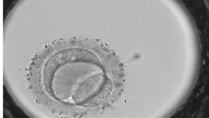 Methods for Assessing Human Embryos to Increase Reproductive Potential