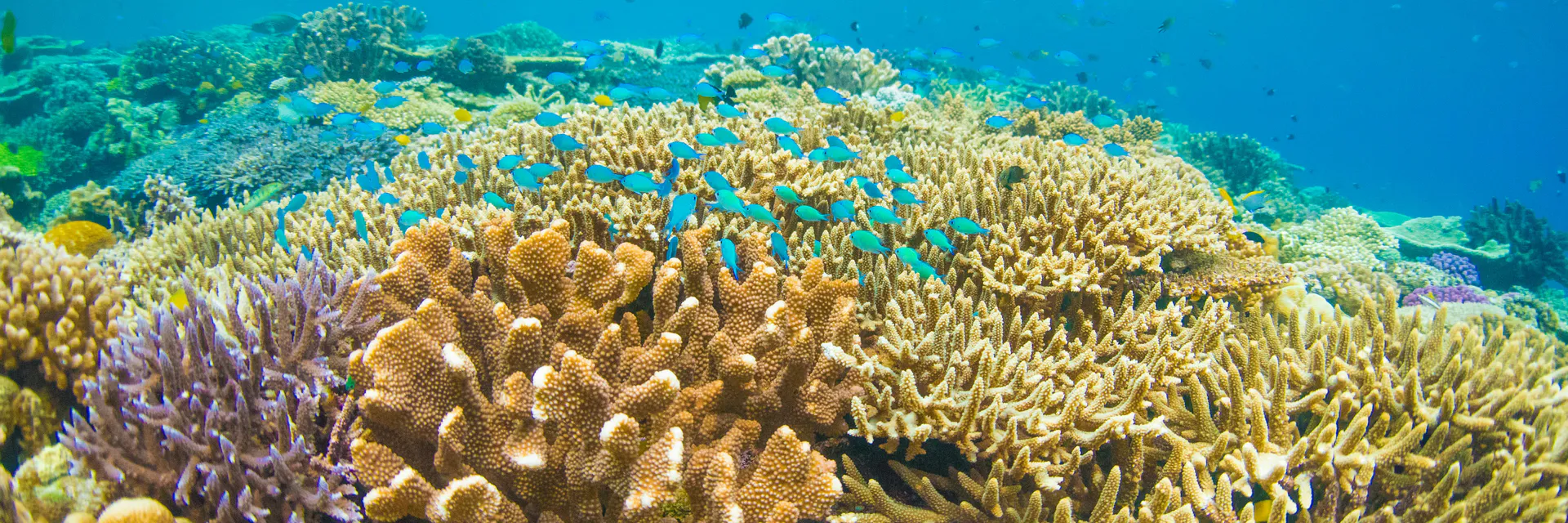 Evidence of Sediment Sterility and Benthic Quality as Deleterious Consequences after the 2019 oil Spill in Northeastern Brazil Banner