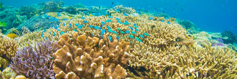 Evidence of Sediment Sterility and Benthic Quality as Deleterious Consequences after the 2019 oil Spill in Northeastern Brazil