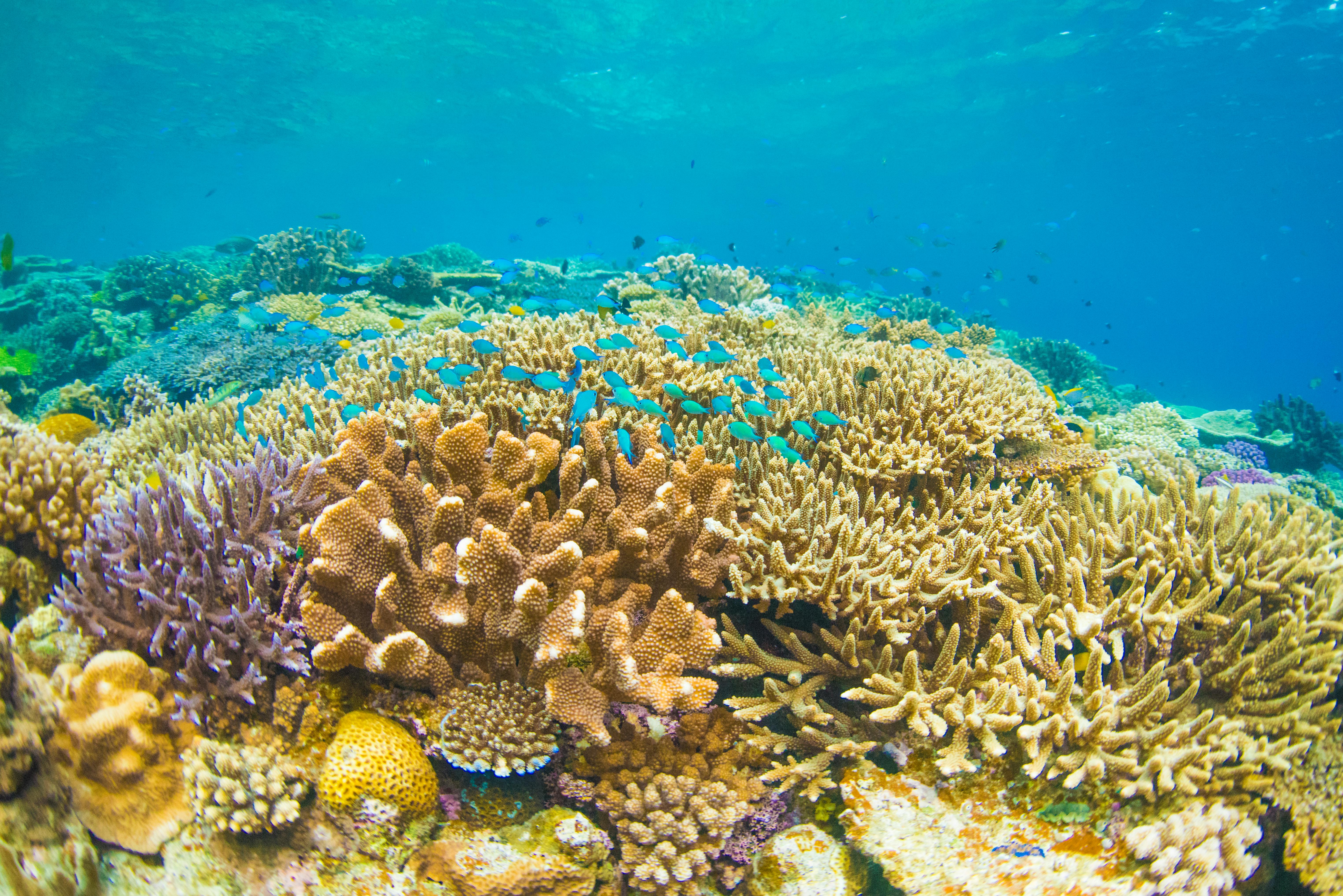 Evidence of Sediment Sterility and Benthic Quality as Deleterious Consequences after the 2019 oil Spill in Northeastern Brazil