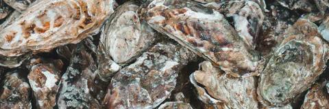 Hydric Seasonality and Biometrics of Crassostrea Tulipa (Lamarck 1819) in the Southern Part of the Kalone-Bliss-Kassa MPA, Senegal