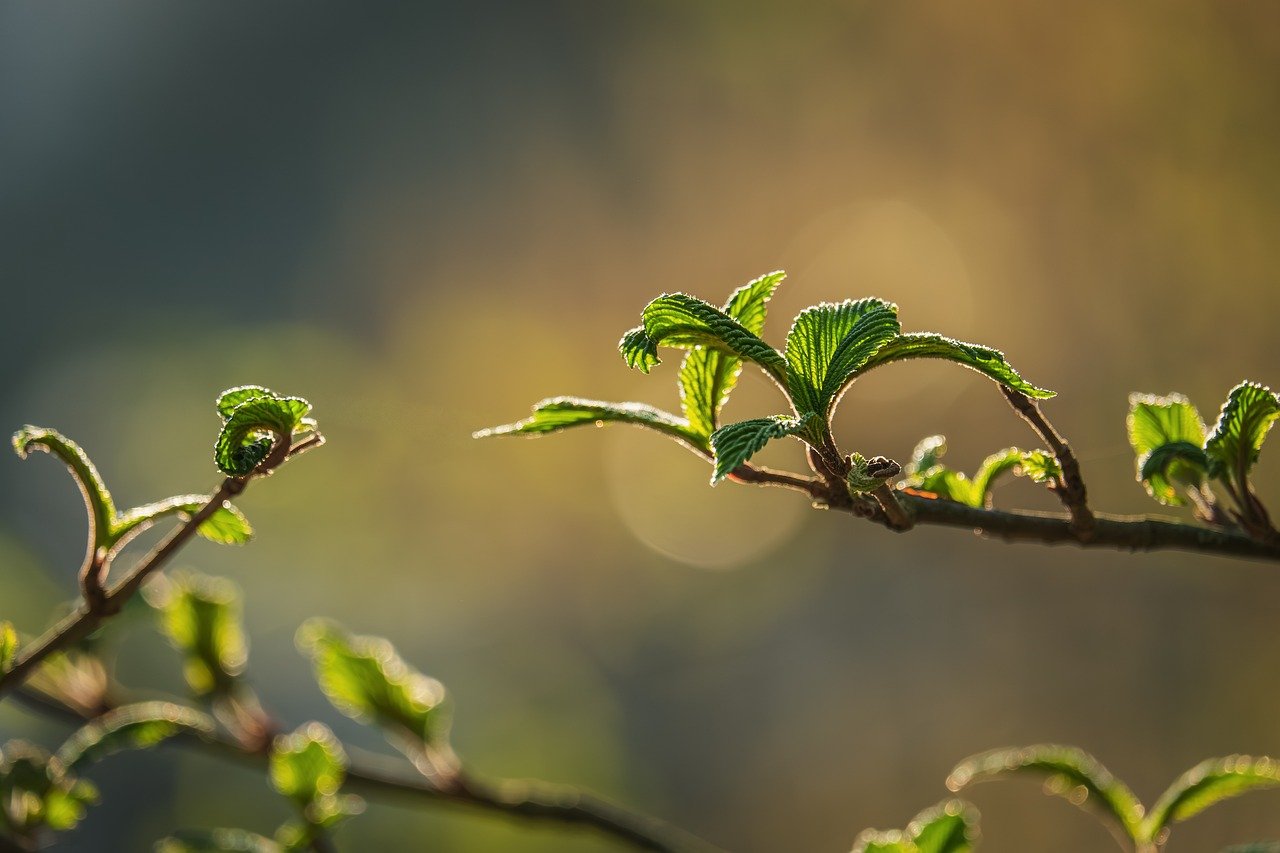 Study on the Essence of Photons and the Wave-Particle Duality of Light