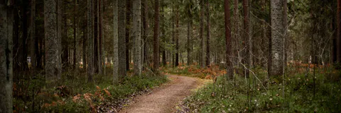 Nature, Freedom and Pedagogy-A Comparative Analysis of Rousseau and Tagore