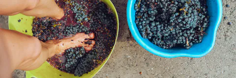 Pulsed Electric Field Effect on Sangiovese Grape Must for Winemaking