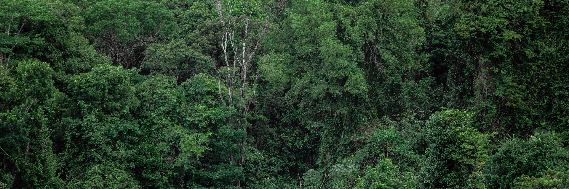 Rethinking Forest Conservation: The Genesis and Evolution of Community Forest Concessions as a Socio-Ecological Governance Model in Guatemala’s Maya Biosphere Reserve Banner