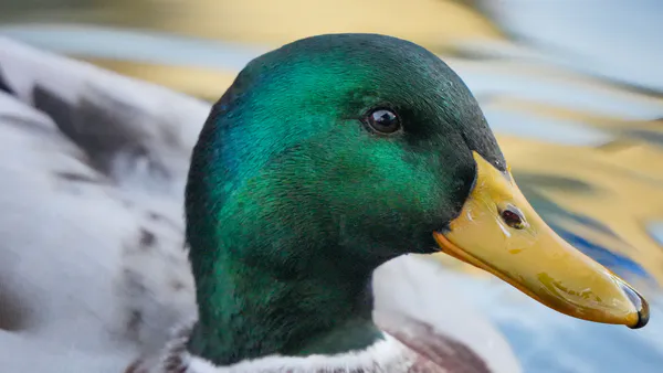The Tension between Illusion and Reality in H. Ibsen’s The Wild Duck