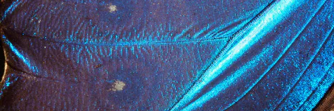 A Look into the Tiny Flat Plates Sheathing the Flimsy Wings of Amata Passalis using Light Microscopy