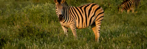 Texture Based Animal Segmentation in Aerial Videos