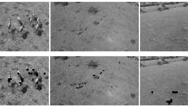 Texture Based Animal Segmentation in Aerial Videos