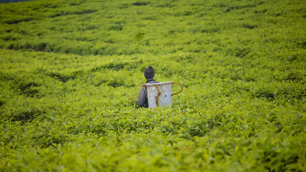 Innovative Activities and Sustainability Standards for Acquisition and Retention of Tea  Markets in Southern Highlands of Tanzania