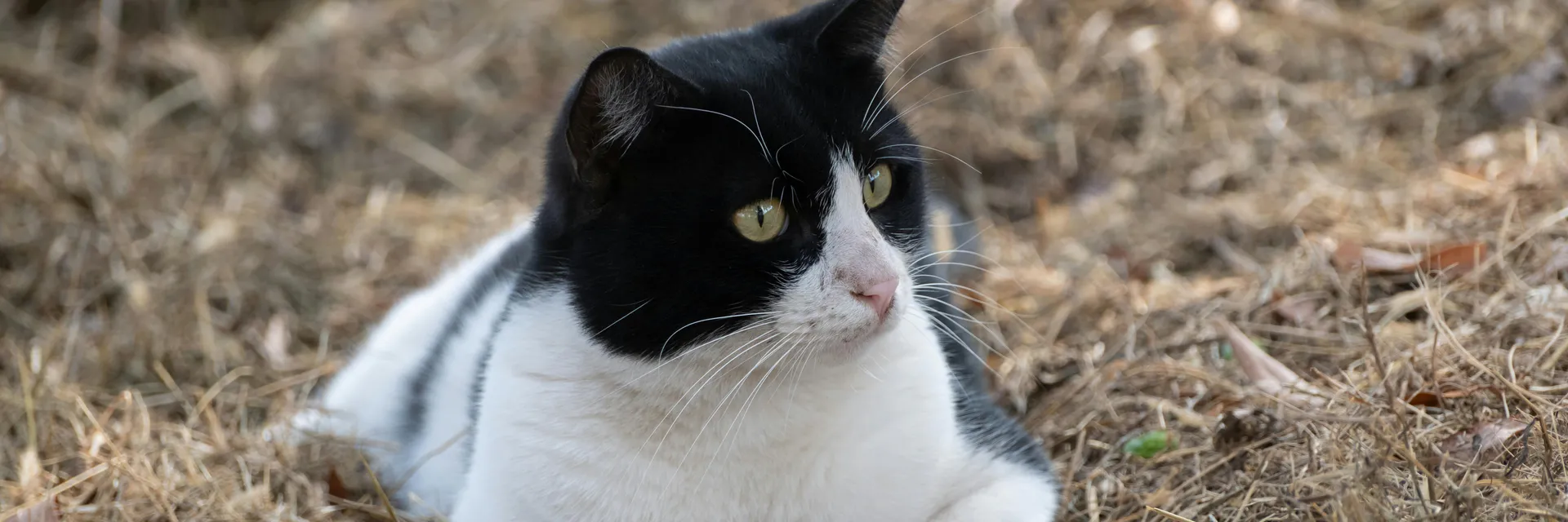 Diabetic Remission in a Mixed Breed Feline – Report of Case Banner