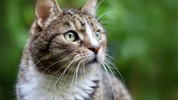Diabetic Remission in a Mixed Breed Feline – Report of Case