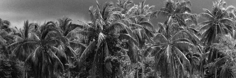 The Historical Process and Dynamic of Rural Coconut Sugar Industry Development in Banyumas, Central Java, Indonesia