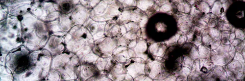 Review on Emulsomes as Carriers for Drug Delivery